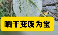 吃完冬瓜皮别扔，晒干变废为宝【官方编号：1244067800961024】